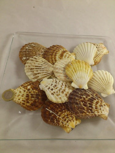 Pecten Radula 200 gr.